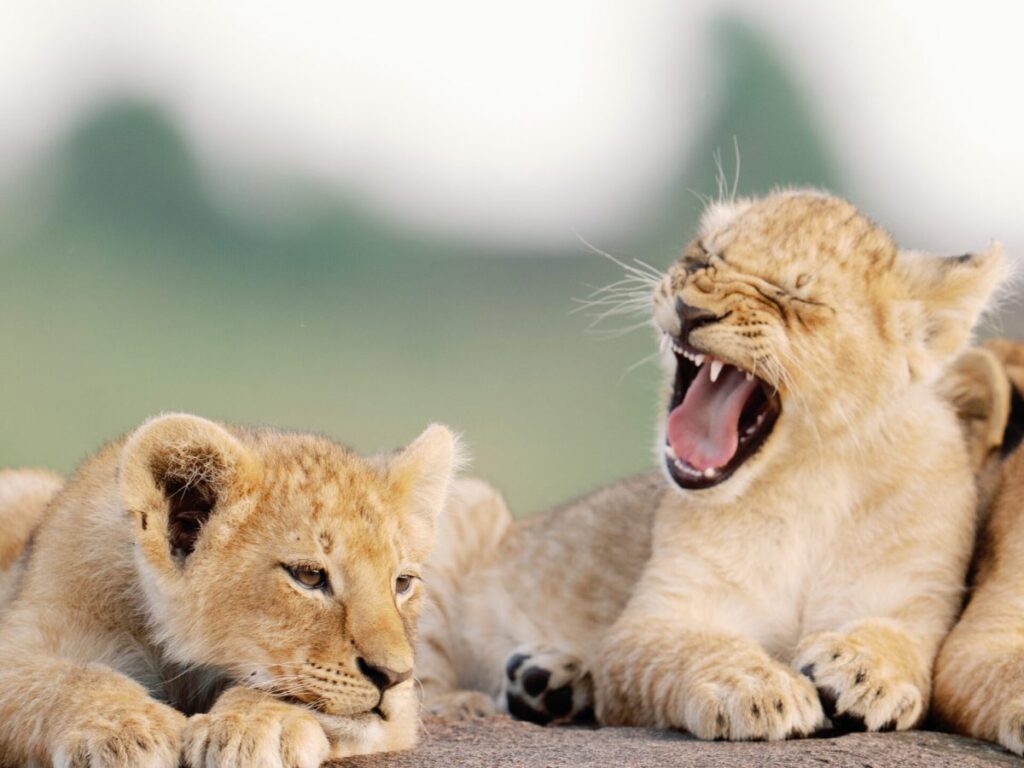 10 Must-See Attractions in Tanzania