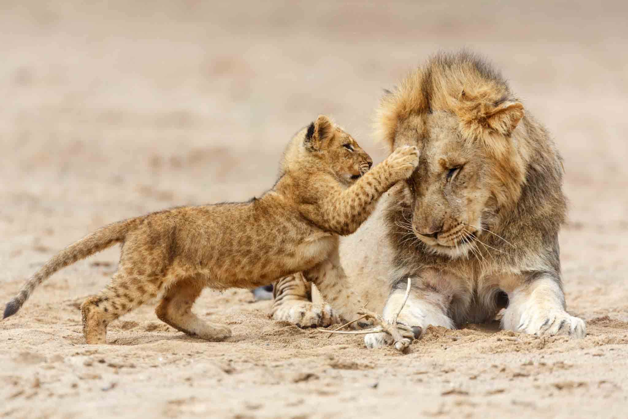 Arusha - Serengeti National Park