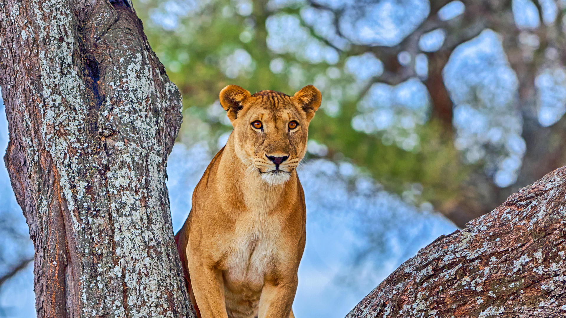 Witness Great Migration on Breeding Season - Ndutu