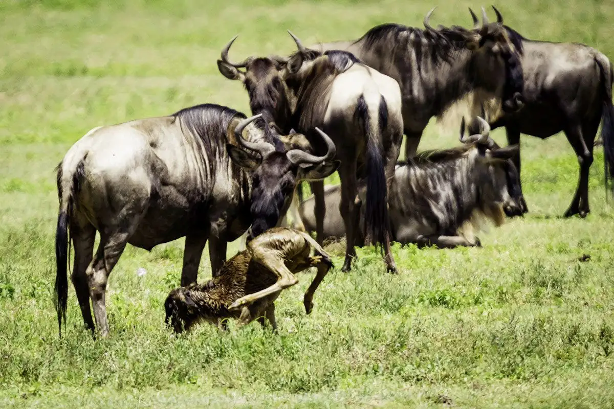 Arusha to Ndutu