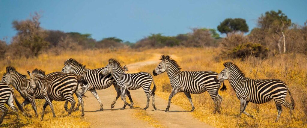 Best Time to Visit Tanzania