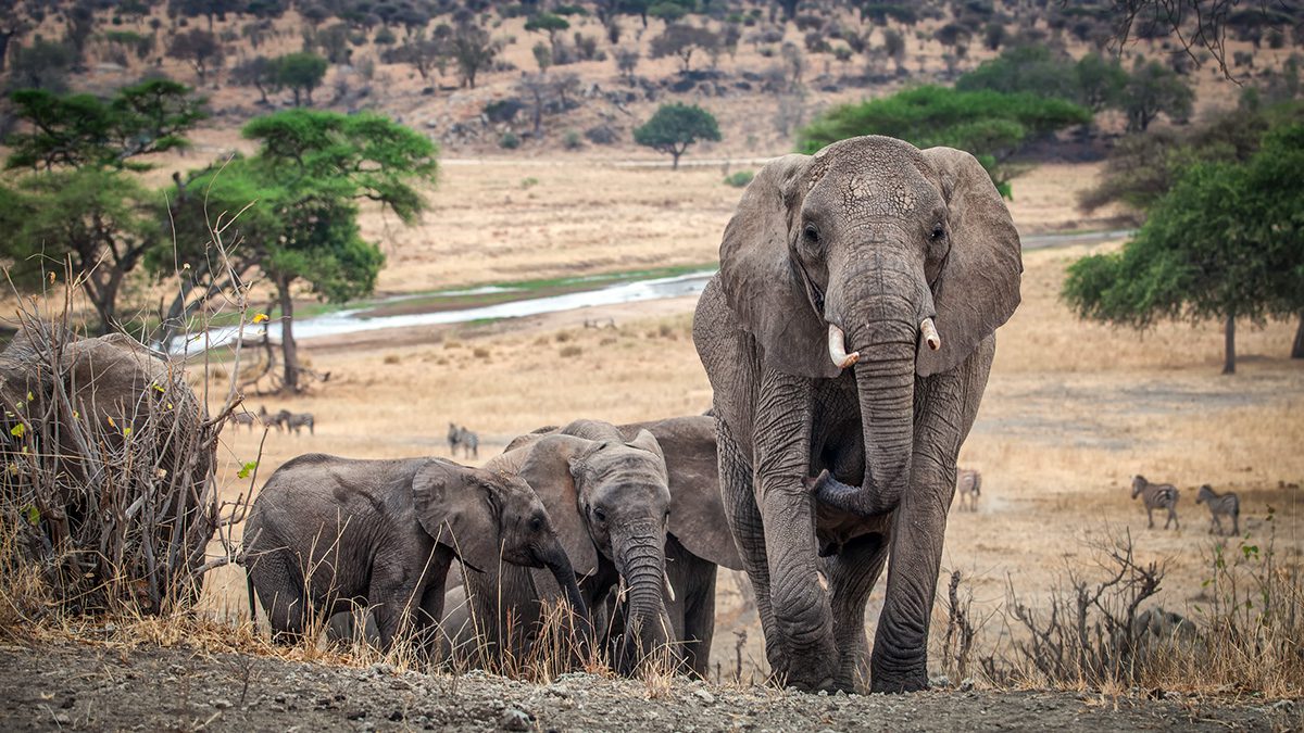 Elephant Land - Tarangire National Park