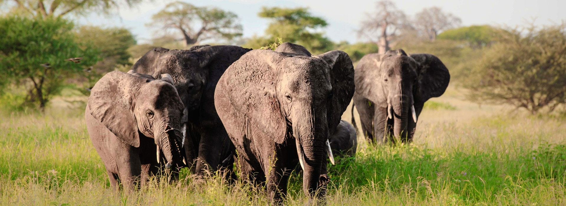 Combine - Safari, Trek and Cultural Experience