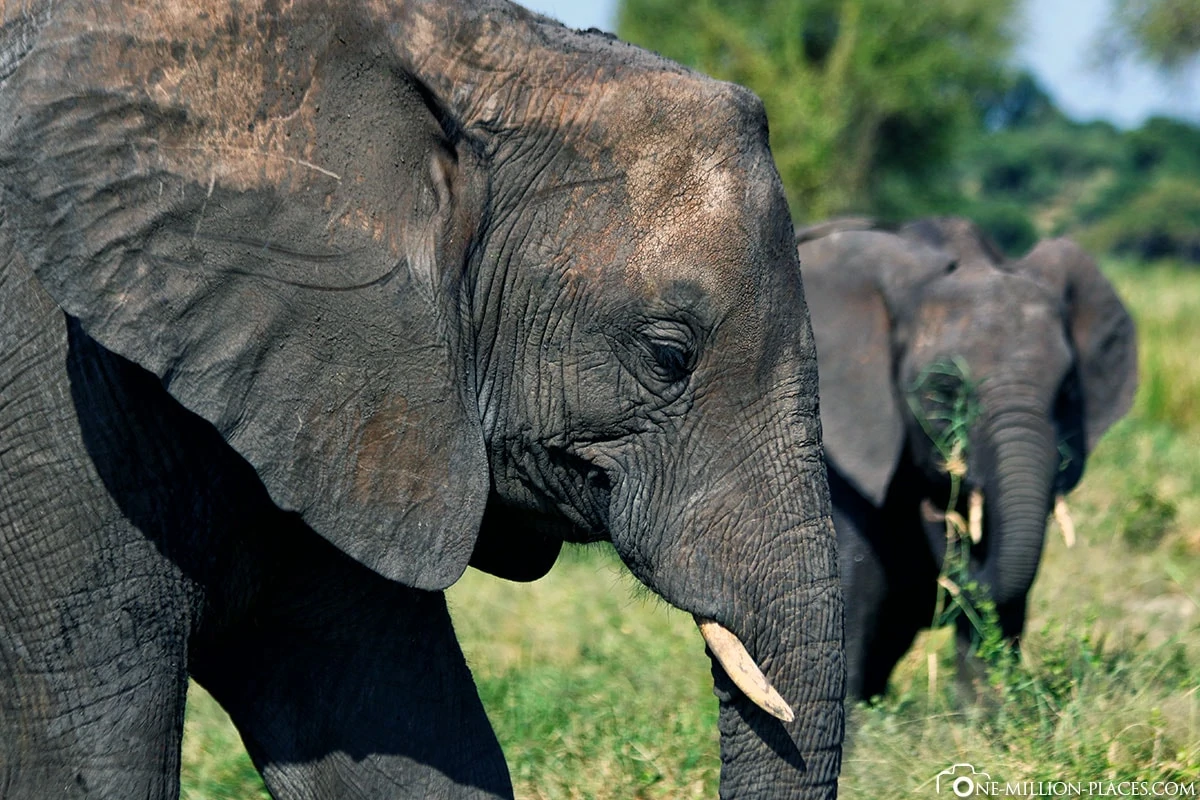 Elephants Paradise - Tarangire National Park