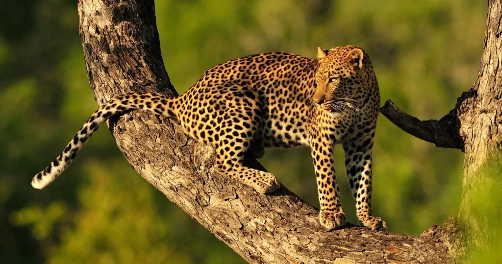 Exclusive 1 Week Luxury++ Safari & Zanzibar