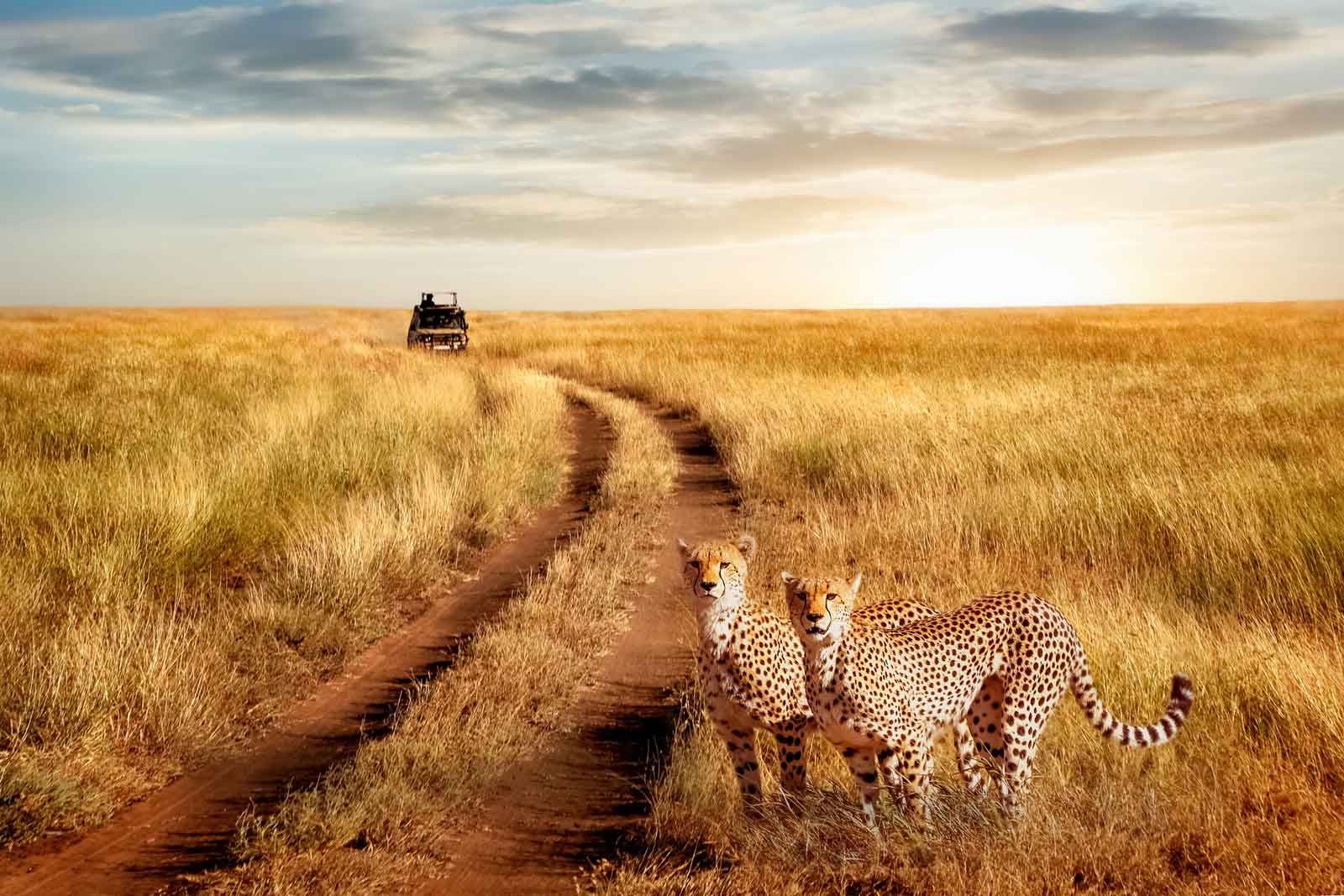 Game serengeti