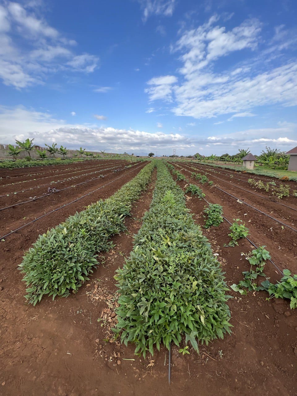 farm