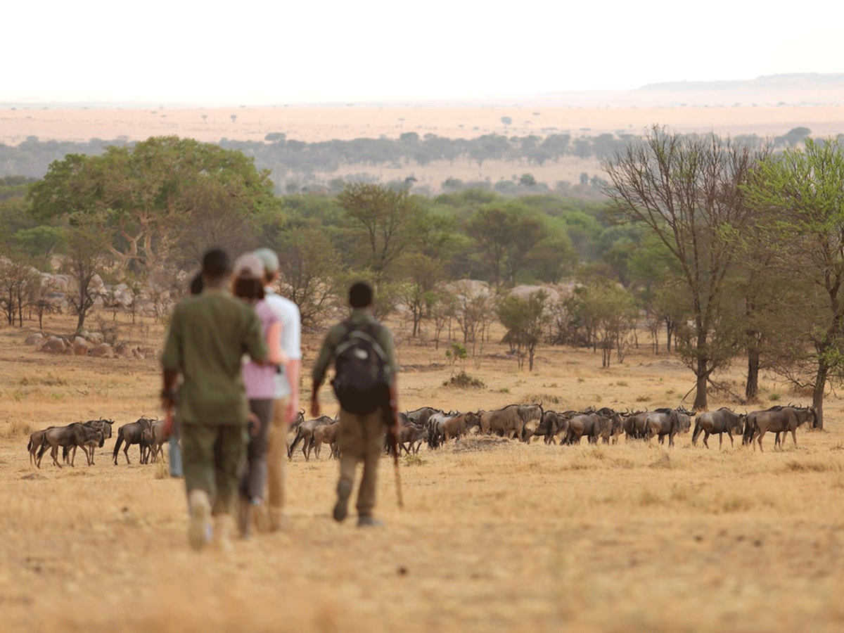 Guided-walking-safaris