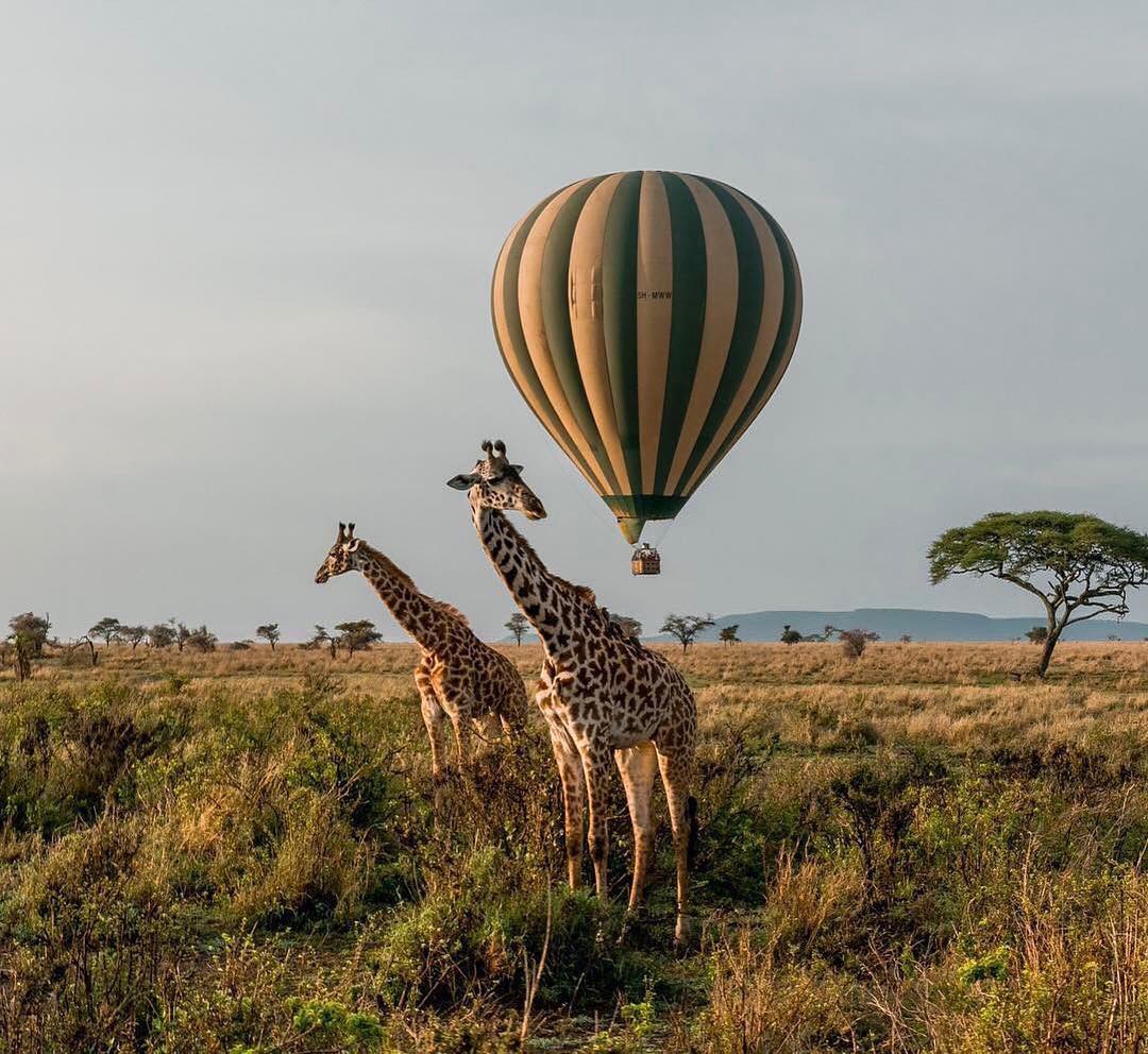 Home of Wildebeest - Serengeti National Park