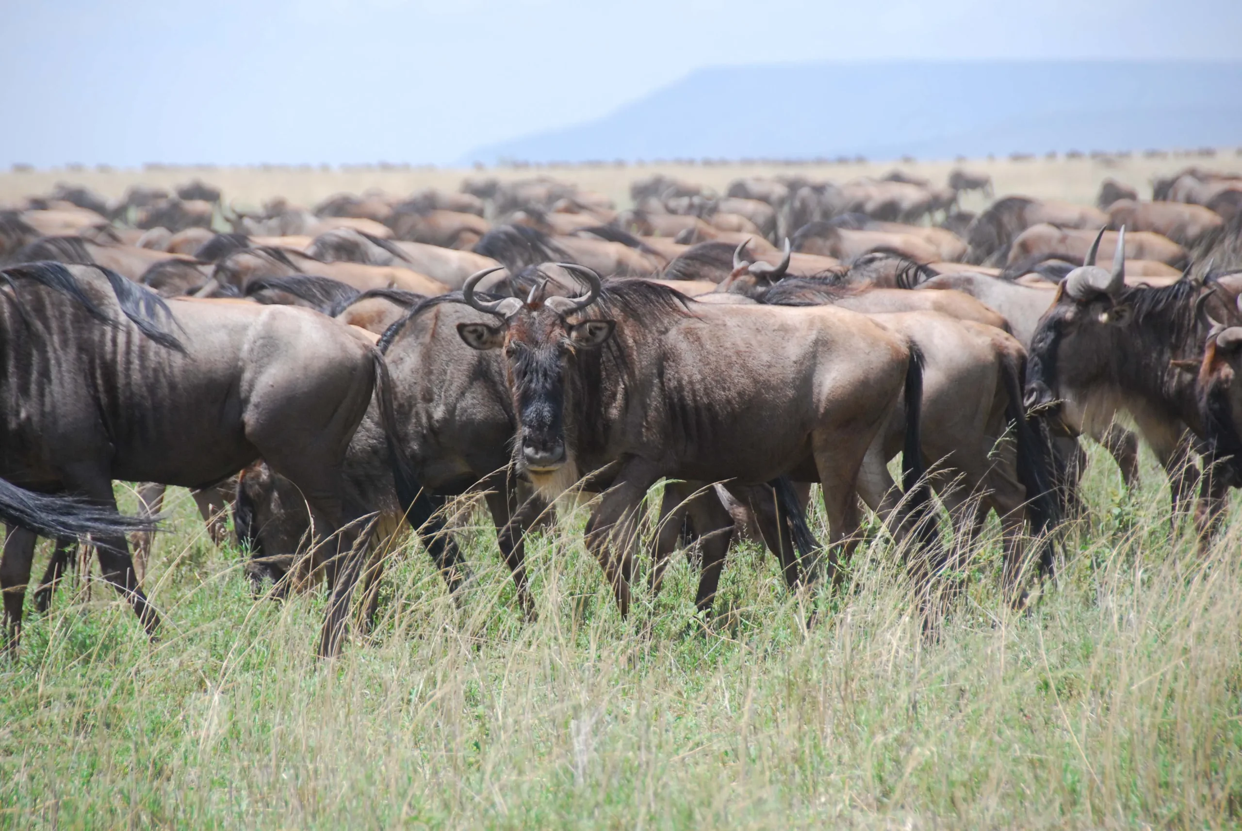 Into wild of Serengeti - full day