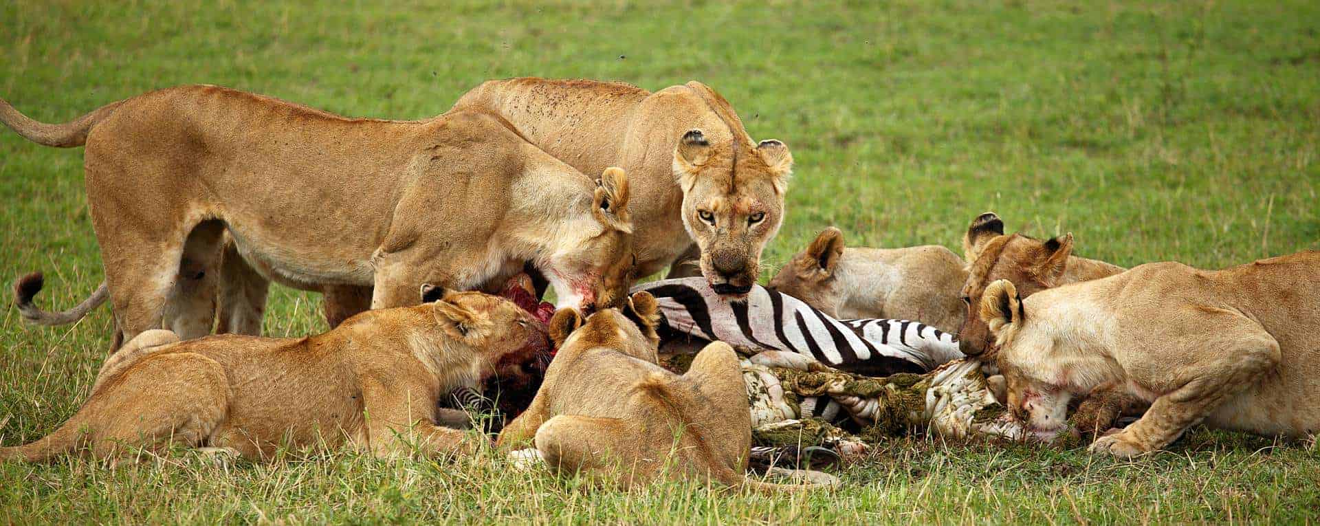 Game drive