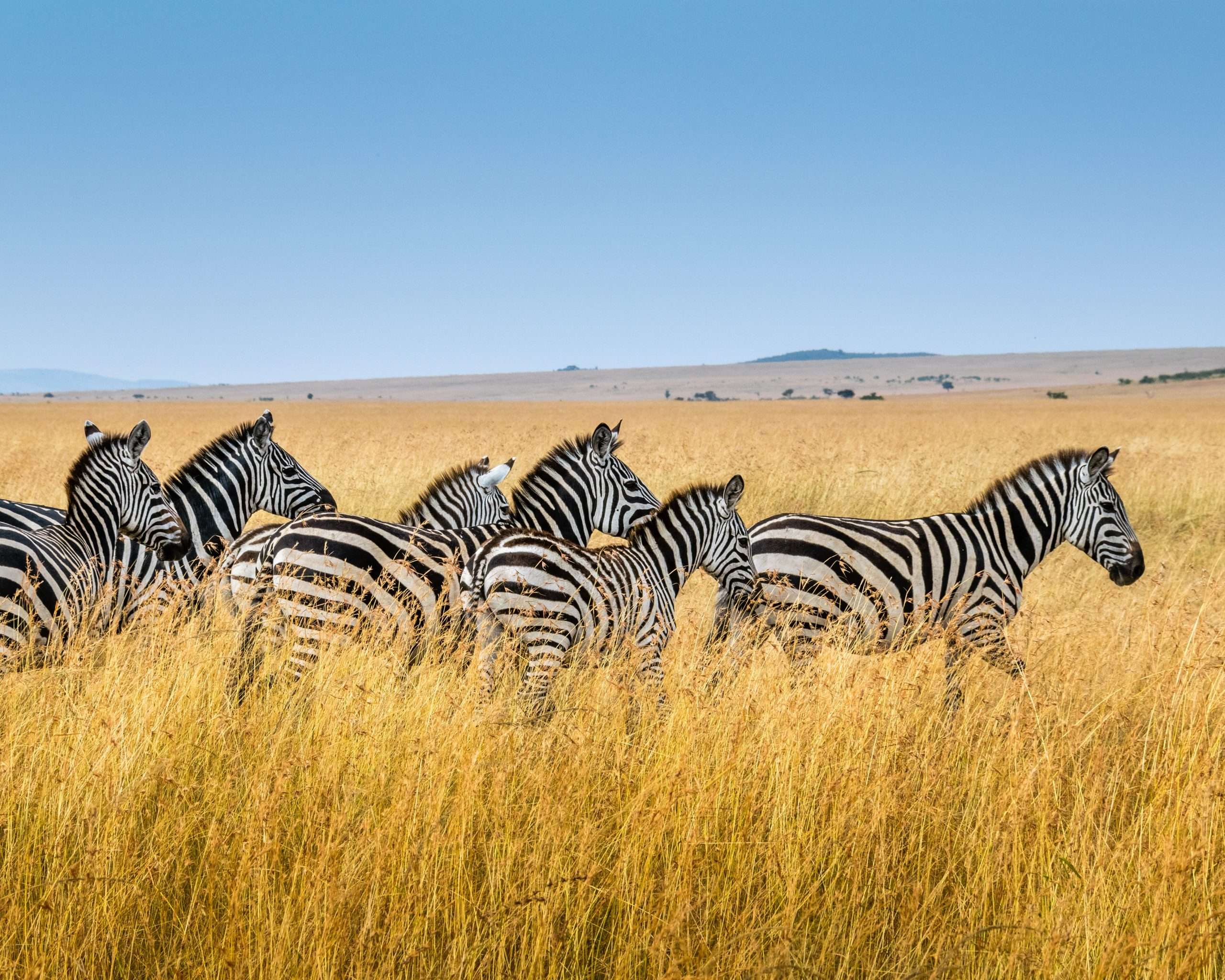 Ngorongoro Crater