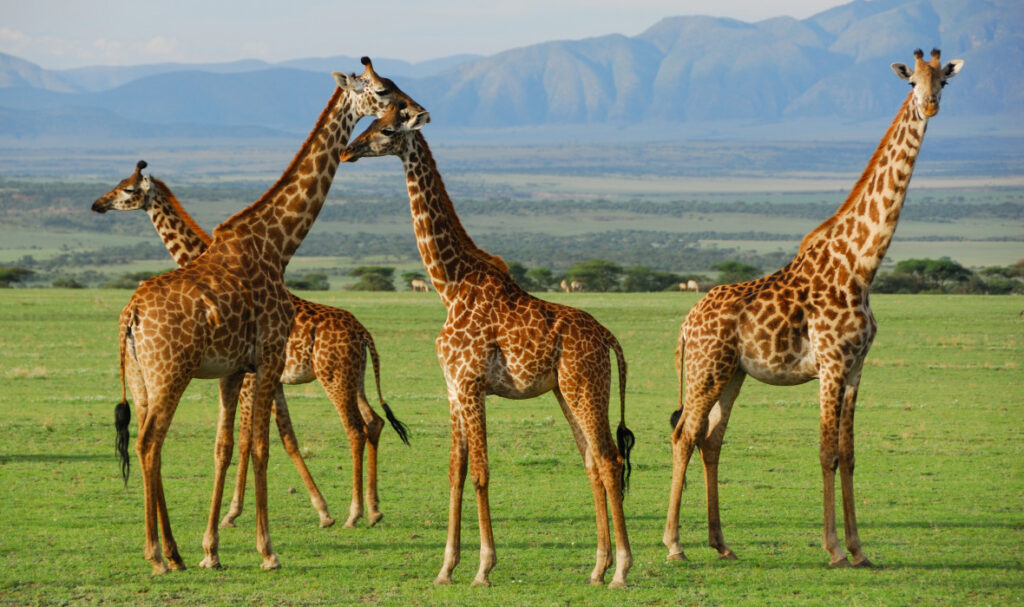 Northern Tanzania Safari - All Nights in the Park