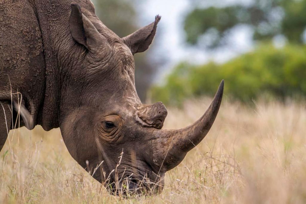 Rhino Home - Ngorongoro Crater