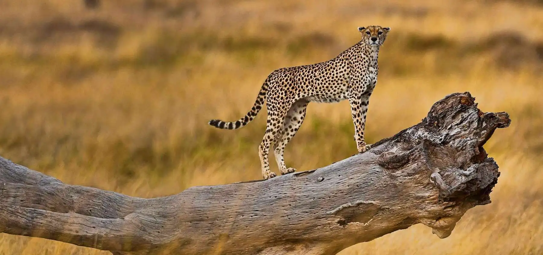 Serengeti National Park