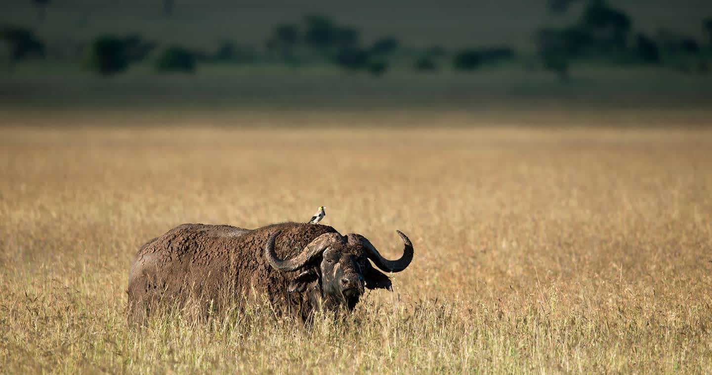 Serengeti National Park