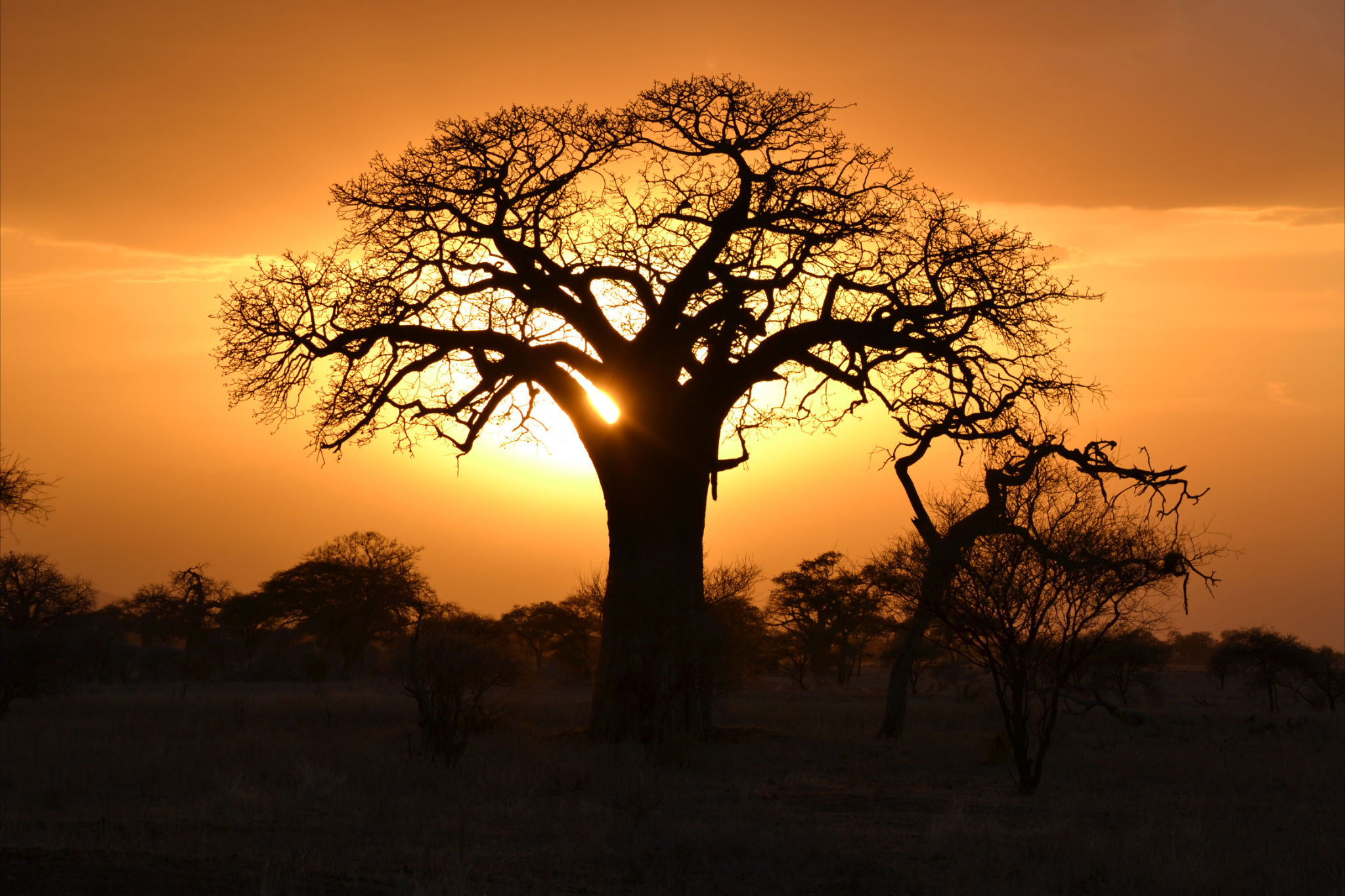 Sunrise at Tarangire - Serengeti National Park