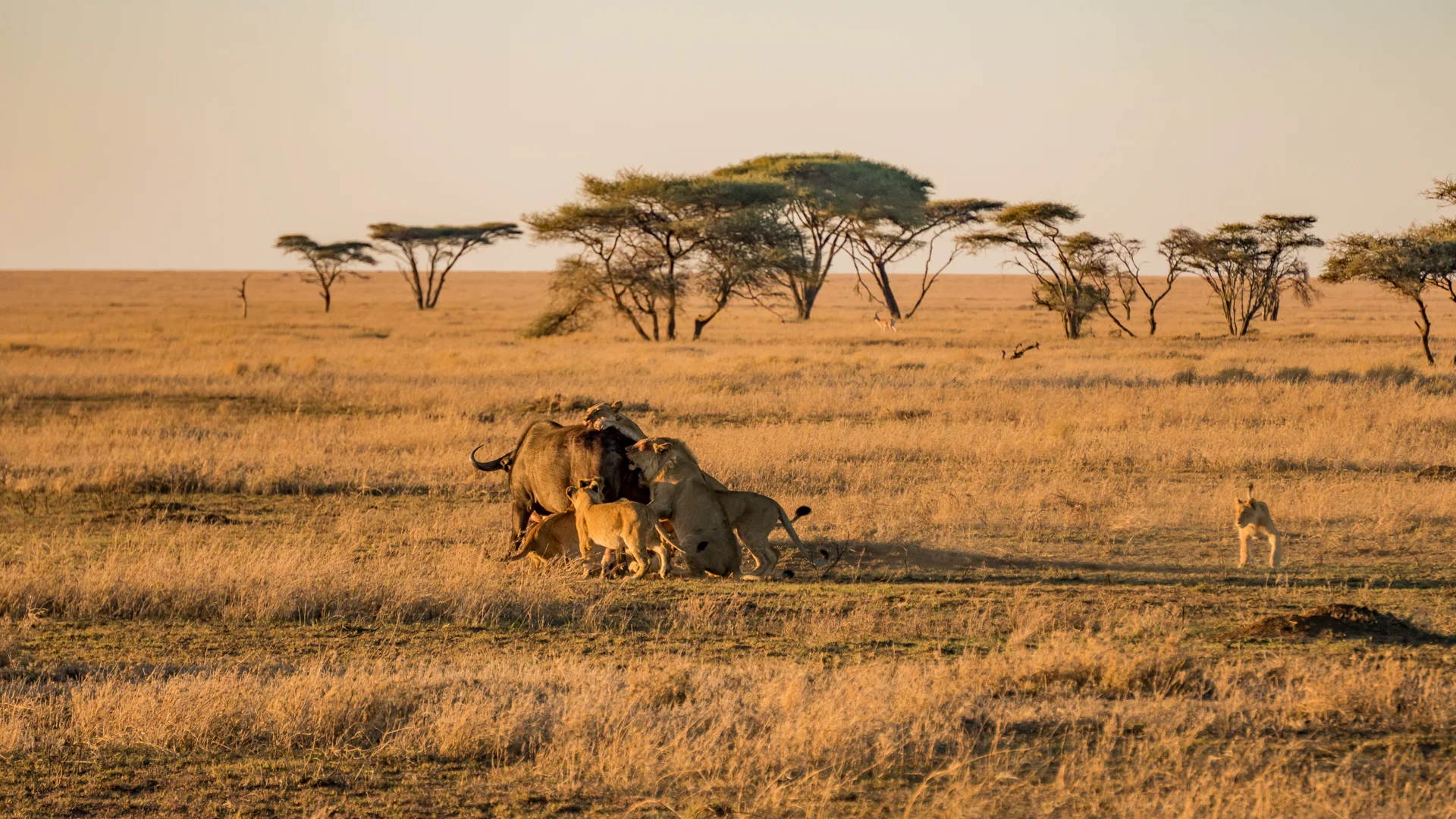 game_Safari_
