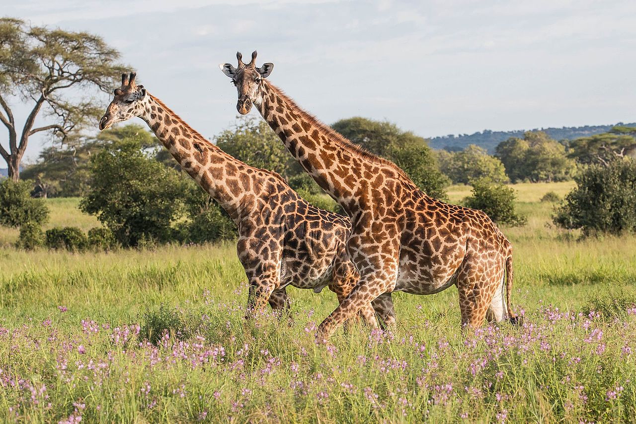 Tarangire National Park