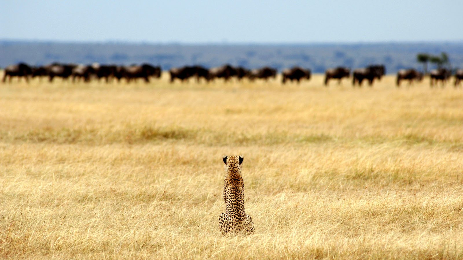 The Endless Plain - Serengeti National Park