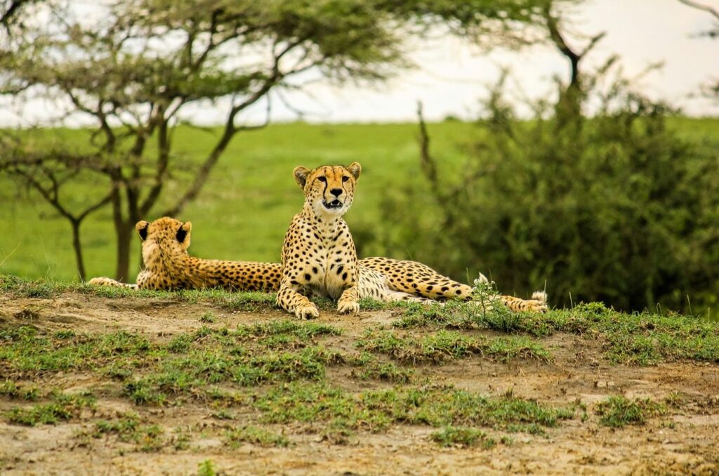 The Endless Plains - Serengeti National Park