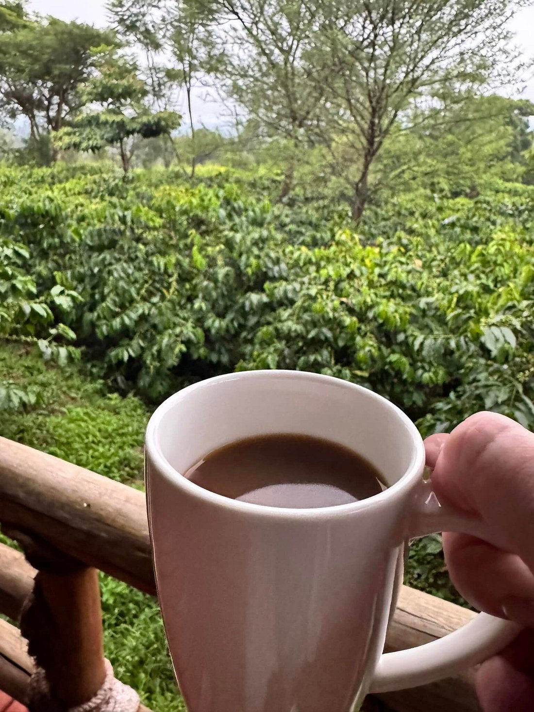 Coffee Estate Tours