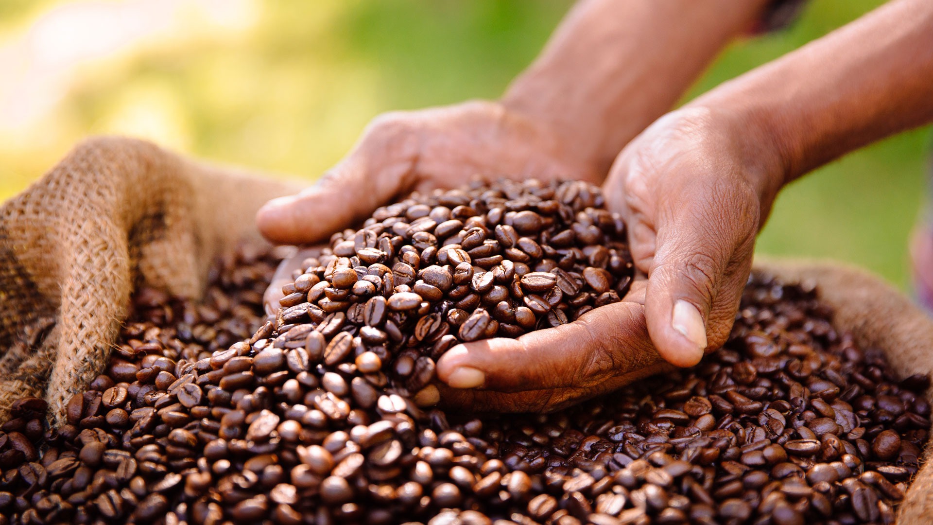 coffee plantation