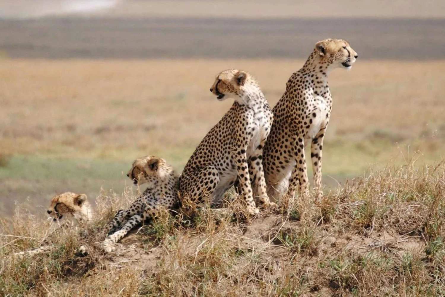 Wildlife Safaris