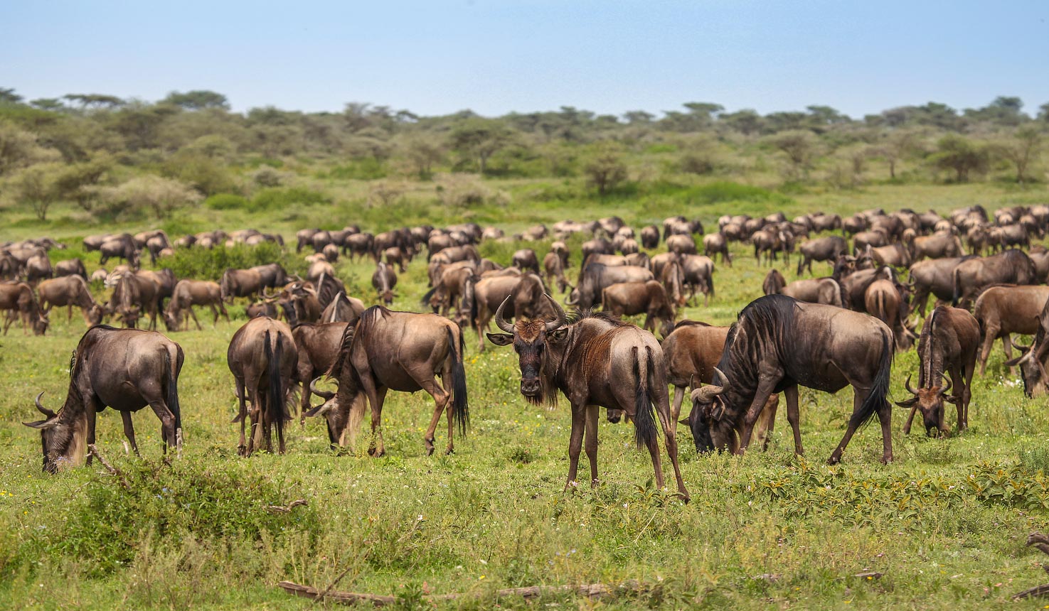 halisi wildebeest migration view