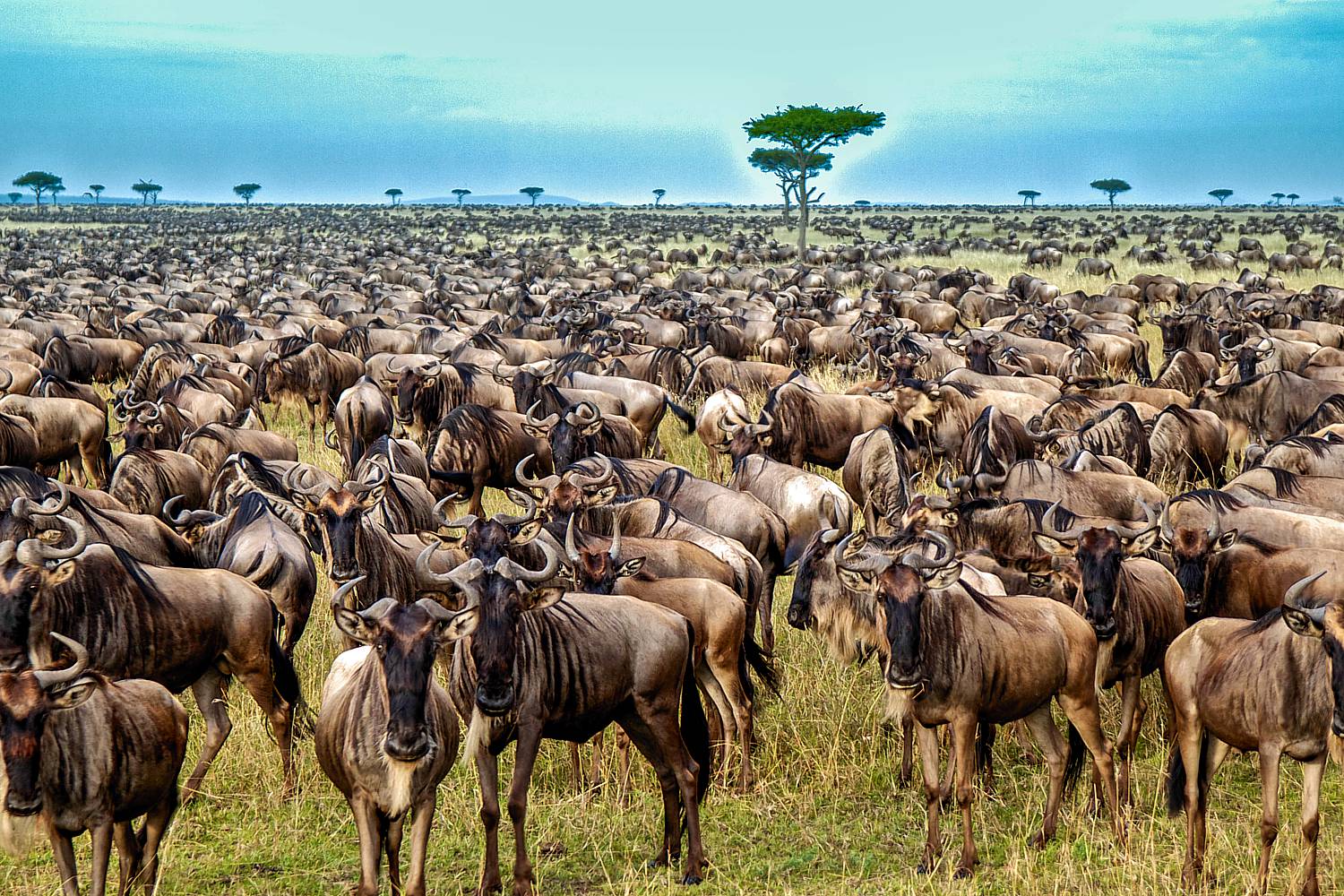 lemala migration