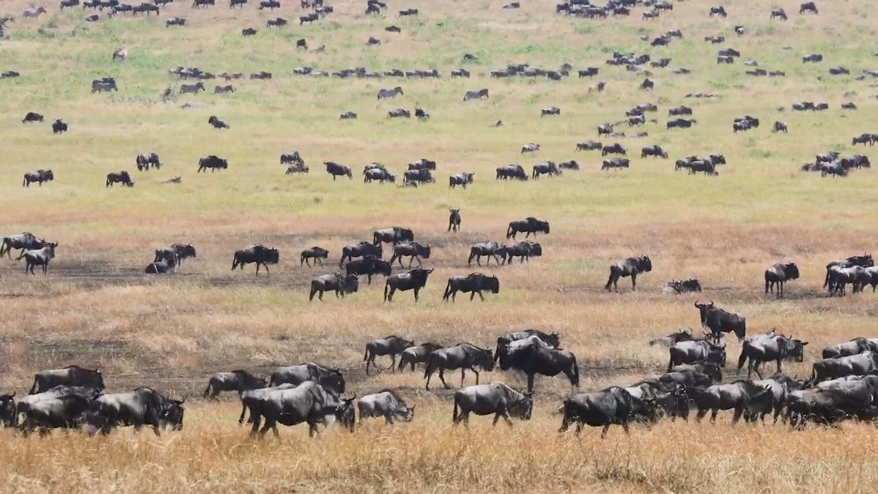 migration
