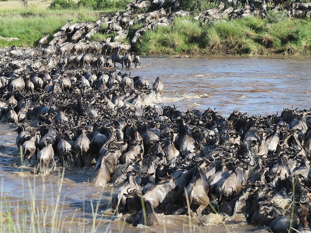 migration