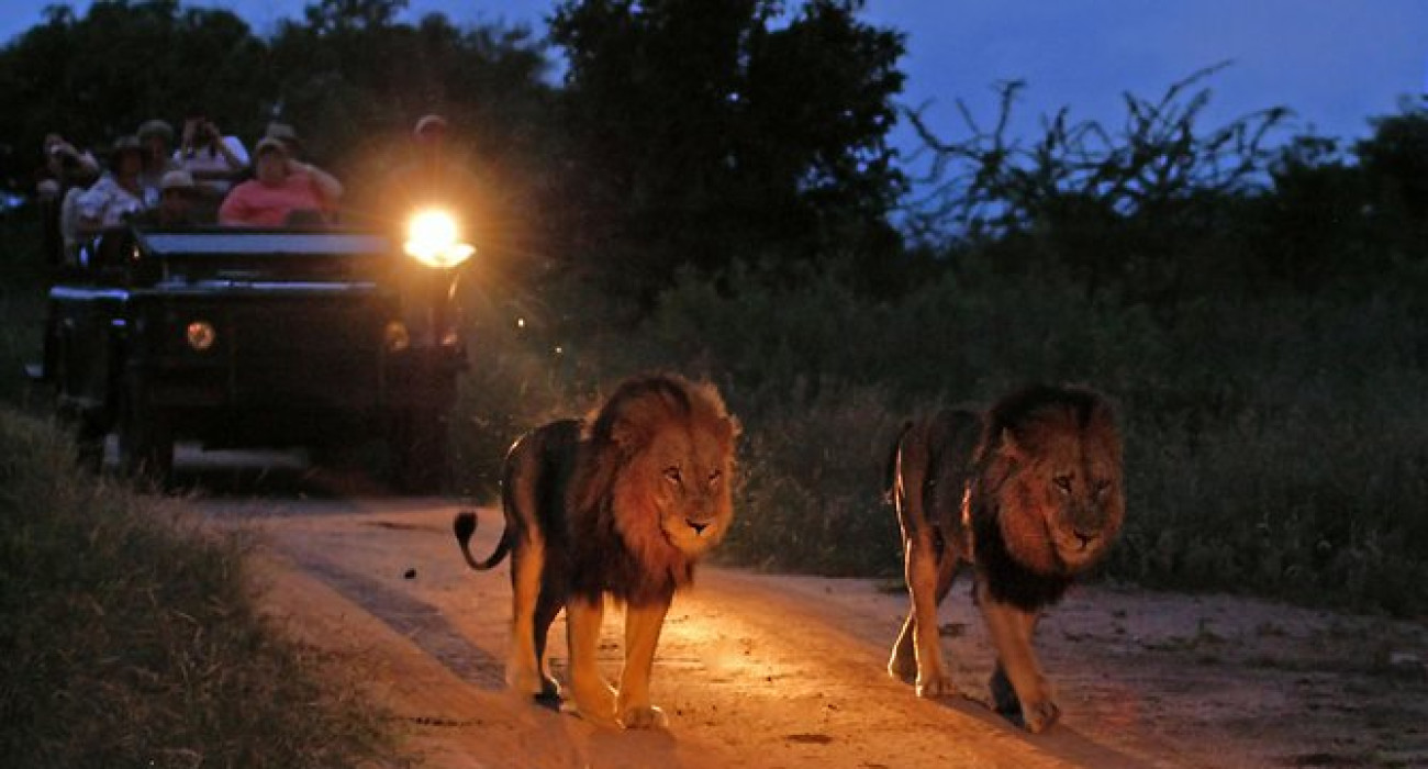 night game drive.