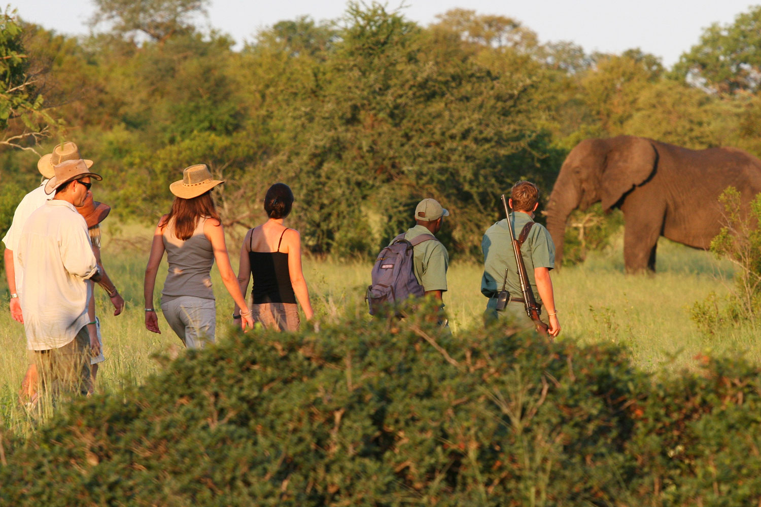 rhino lodge walking safaris