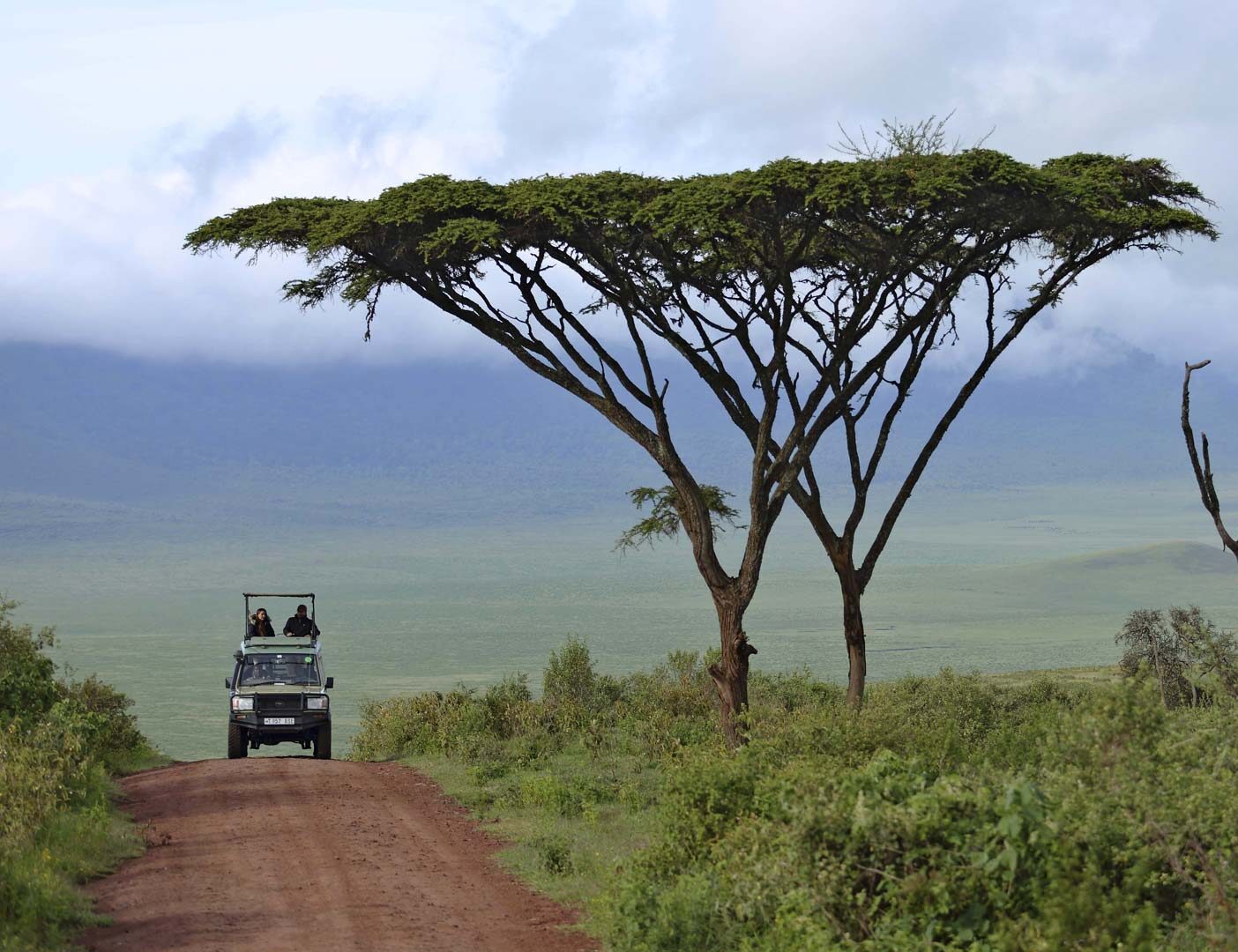 drive safari