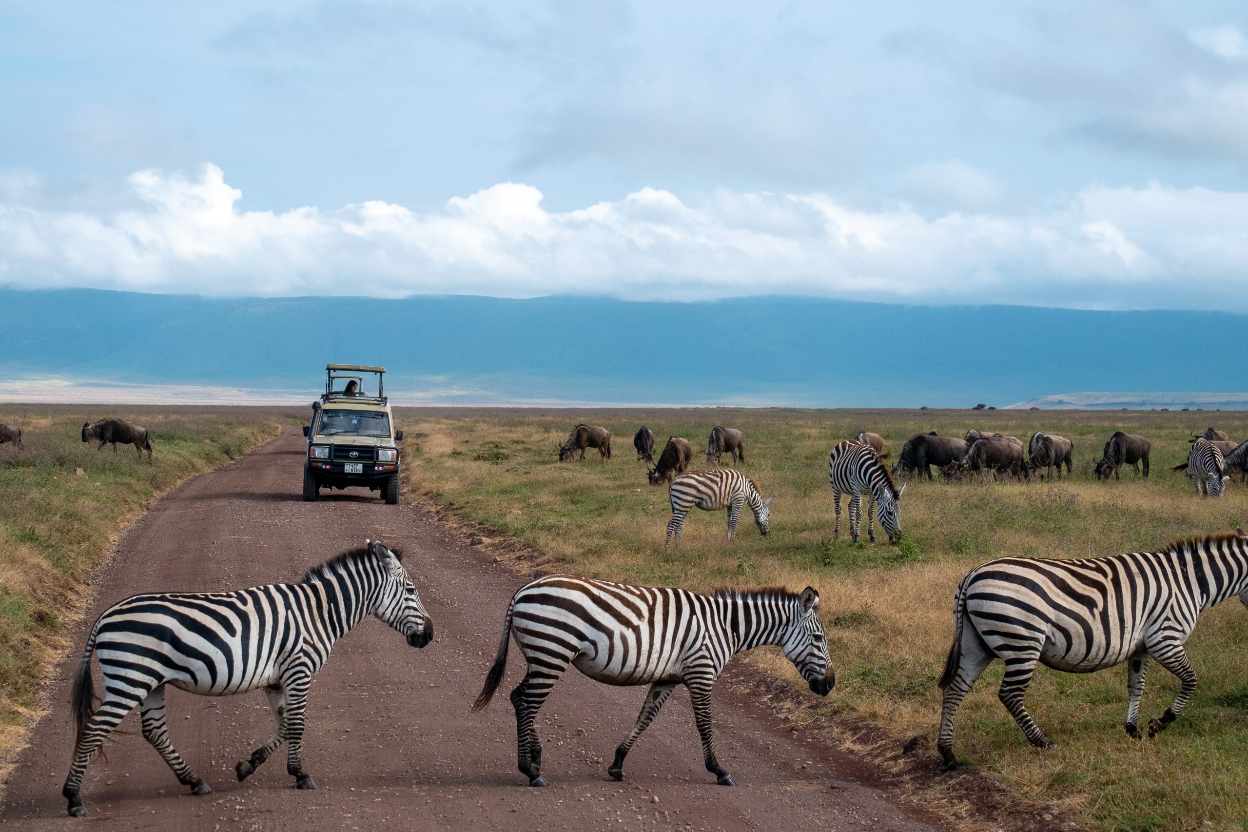 Wildlife Safaris
