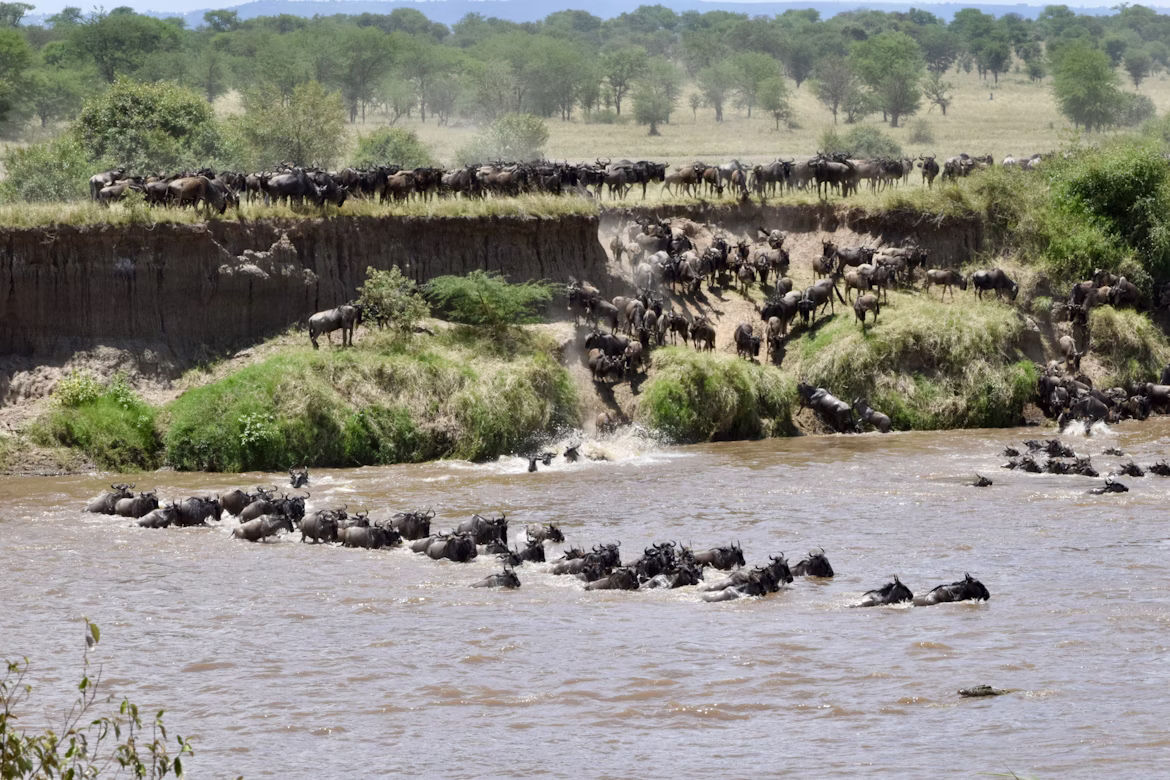 wildebeest Mara River crossing Serengeti Great Migration Tanzania safari
