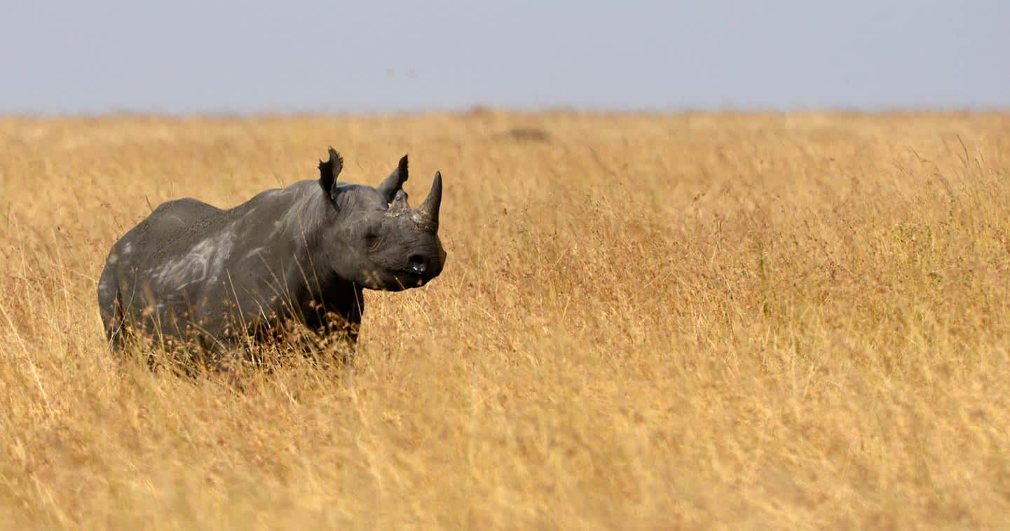 Central Serengeti National Park