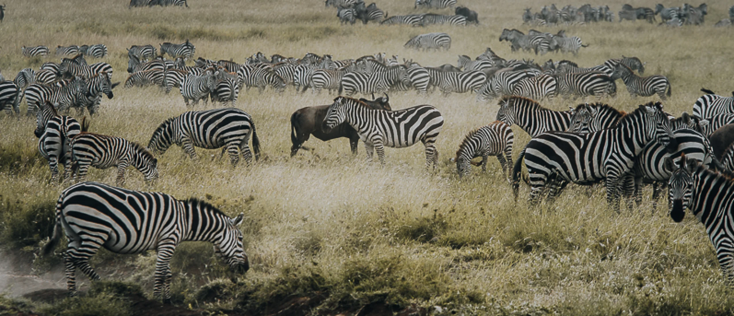 Central Serengeti National Park