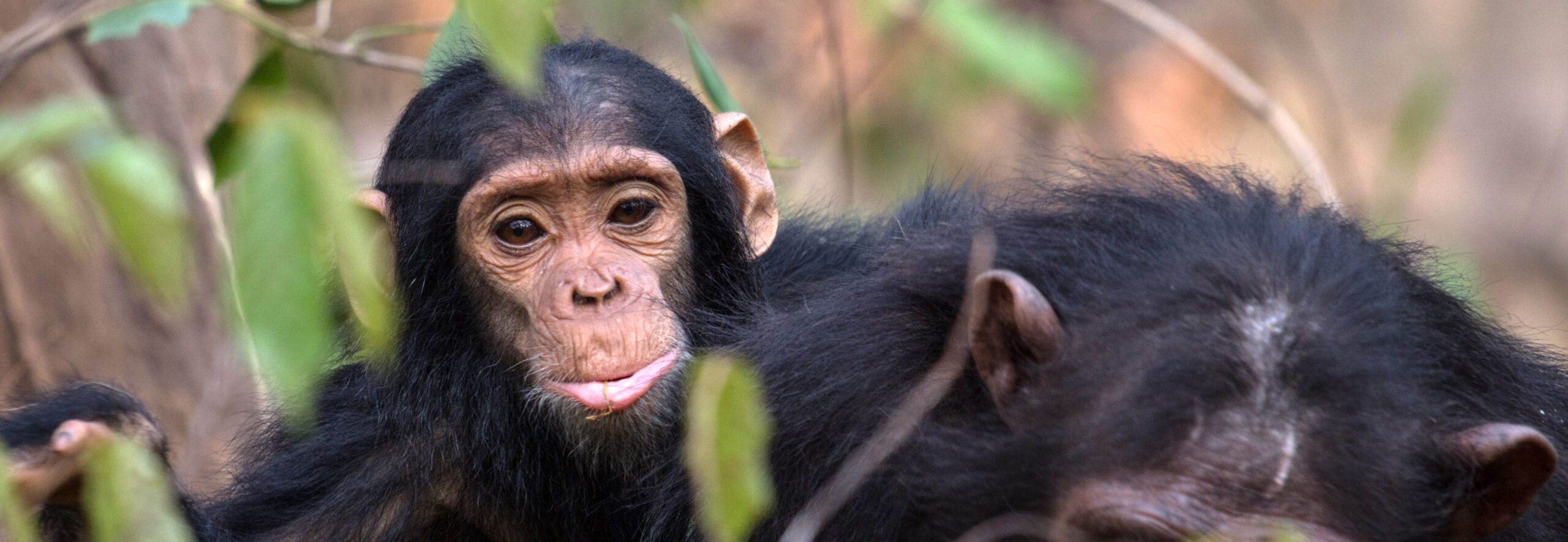 Chimpanzee trekking
