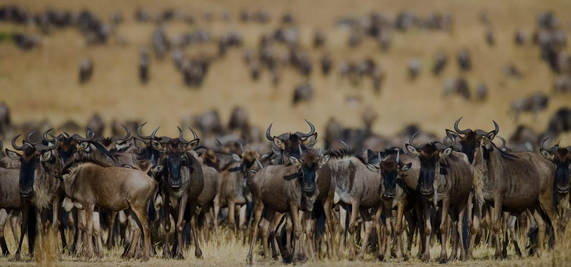Exploring Serengeti National Park