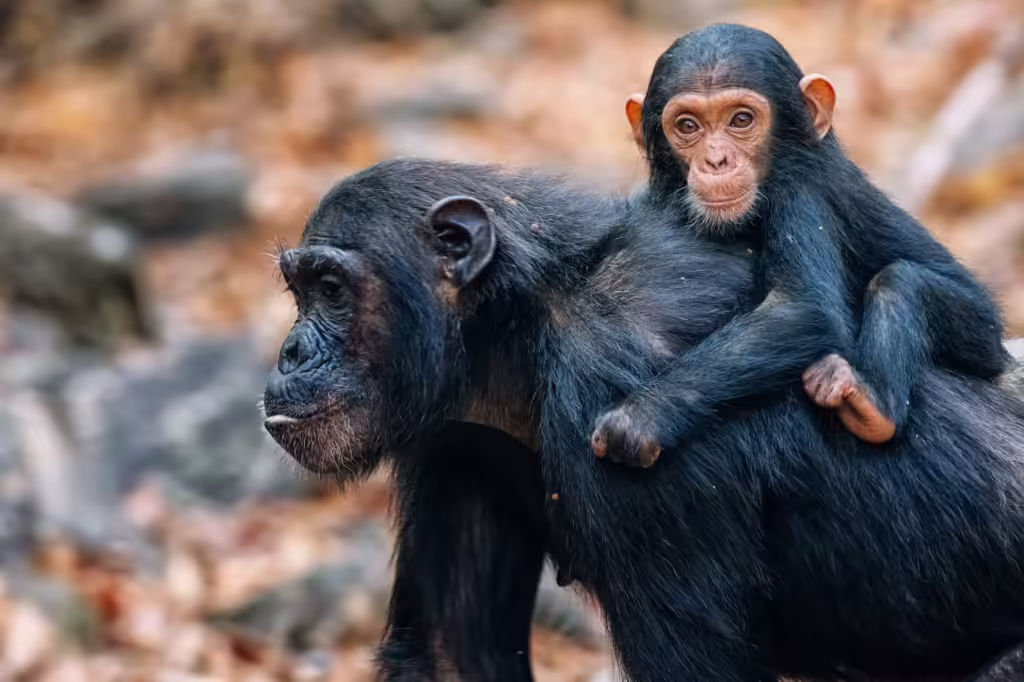 Gombe Chimpanzee Trekking & Zanzibar Relaxation