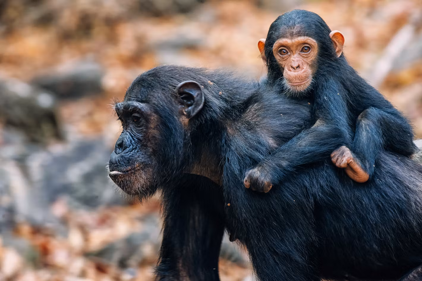 Gombe Chimpanzee Trekking & Zanzibar Relaxation