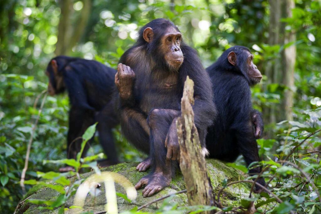 Gombe & Mahale Chimpanzee Trekking