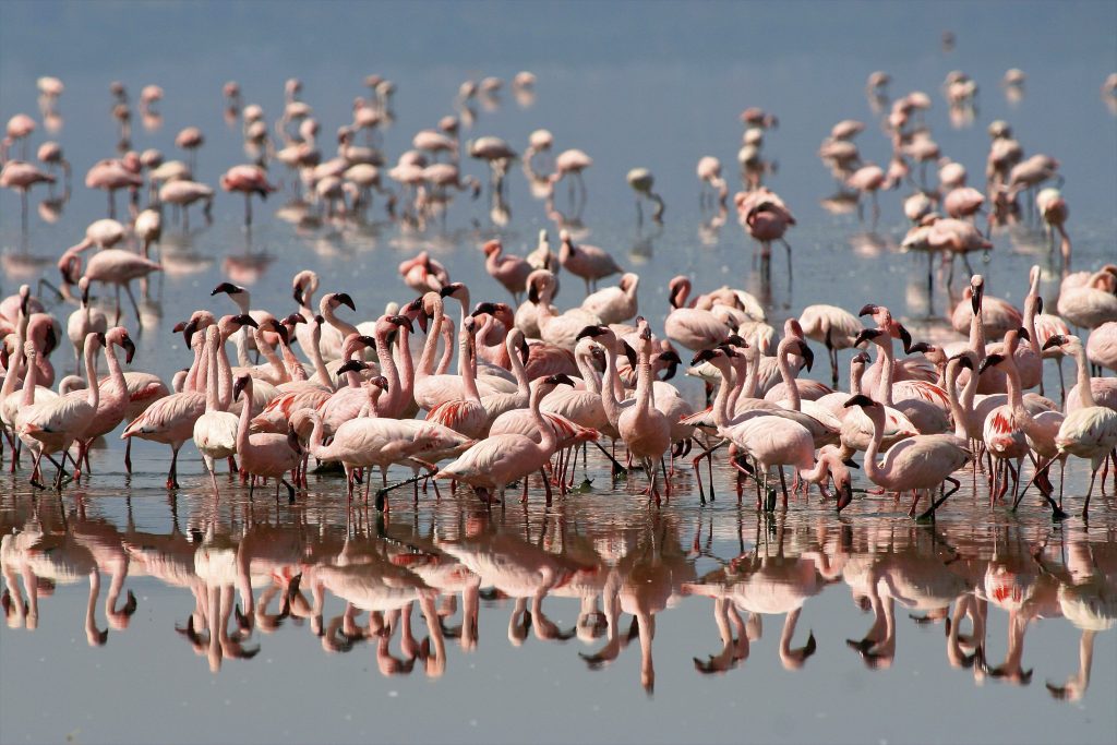Ultimate Northern Tanzania Safari and Lake Natron