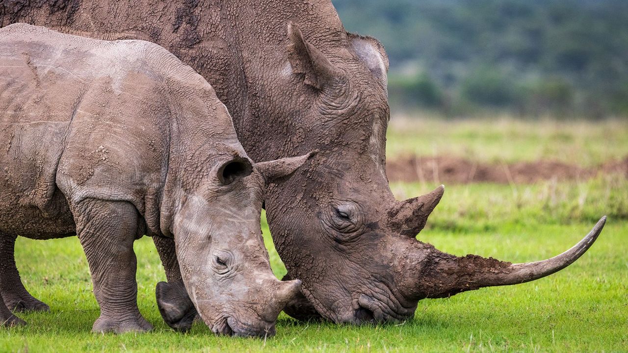 Rhinos Home