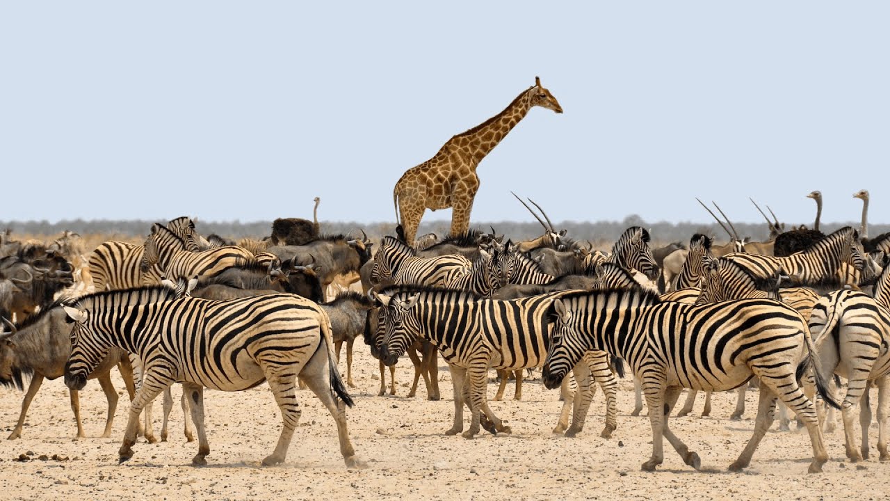 Serengeti National Park - Endless Plains
