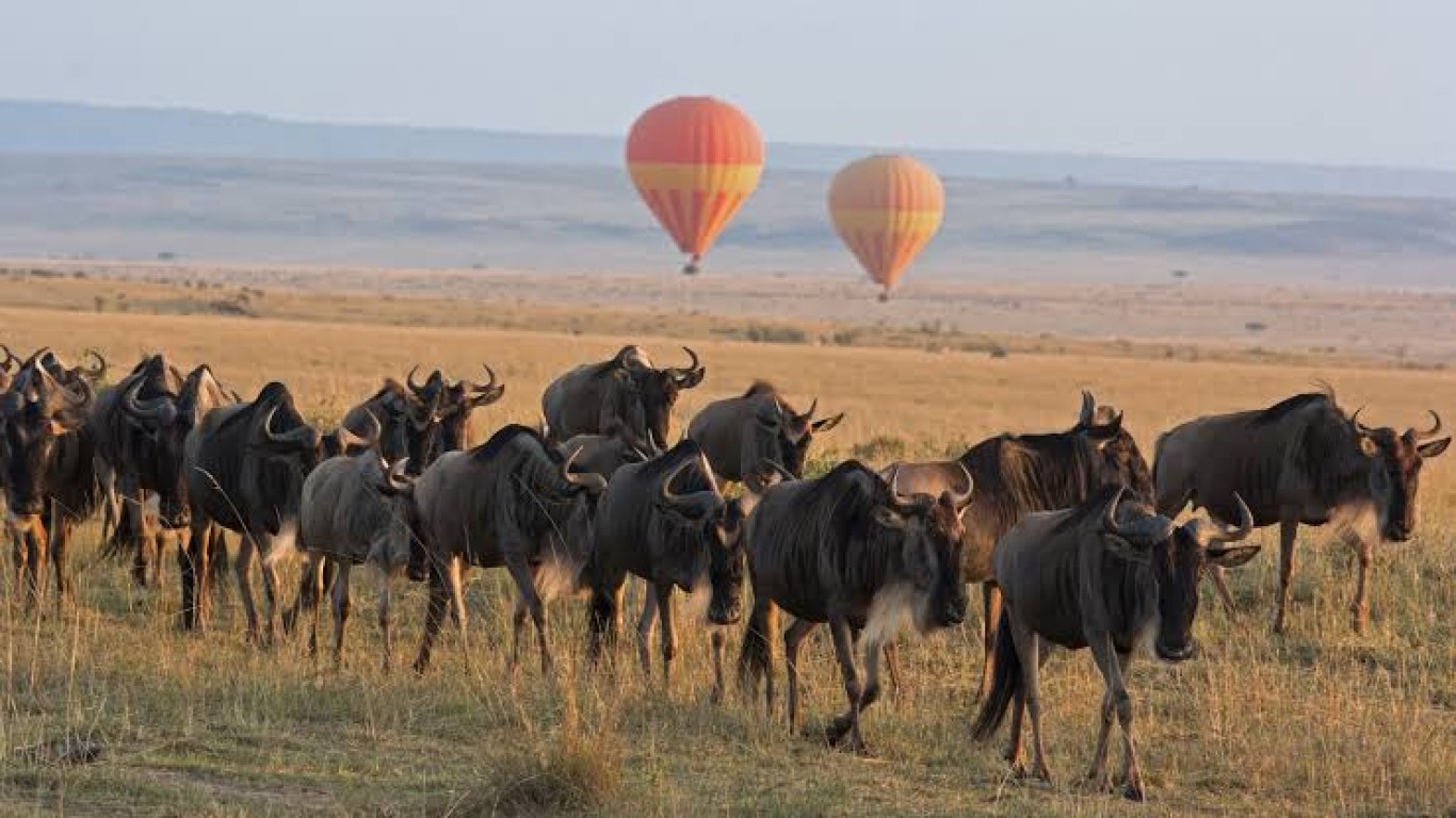 Tanzania Great Wildebeest Migration Safari