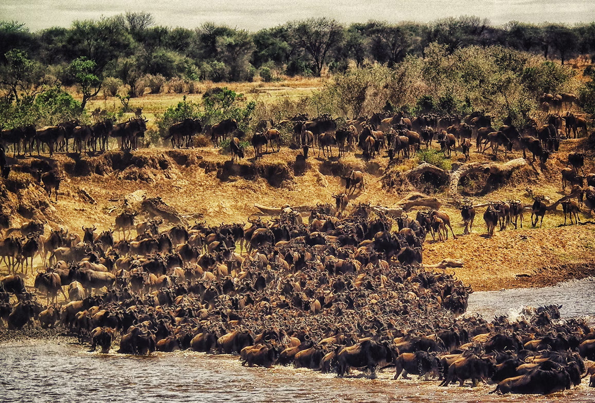 Tanzania Migration Safari