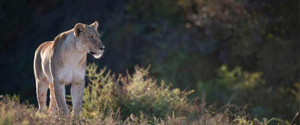 Tanzania Wildlife Safari & Authentic Masai Village